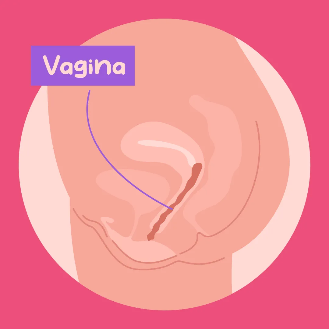 Erklärvideo für Stadt Wien von Polarfux - Szene Darstellung Vagina